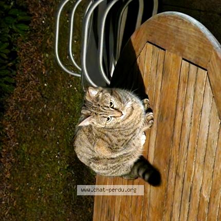 Photo 1/1 Chat retrouvé Perdu à Vetraz Monthoux