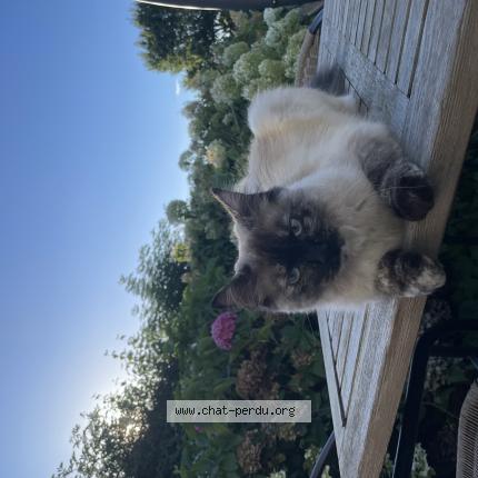 Photo de chat perdu à Vemars
