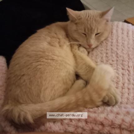 Photo 1/1 Alphy Chat perdu à Tours