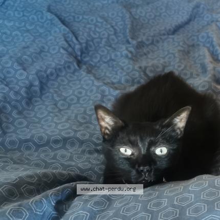 Photo de chat perdu à Fonsorbes