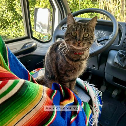 Photo 1/1 Gatita Chat perdu à St etienne du rouvray