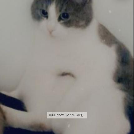 Photo de chat perdu à Auberchicourt