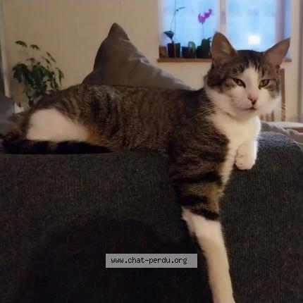 Photo 1/2 Grumeau Chat perdu à Lapoutroie