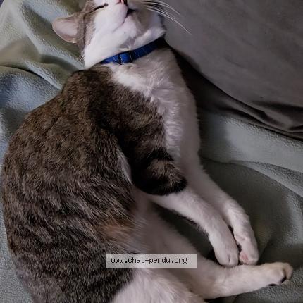 Photo 2/2 Grumeau Chat perdu à Lapoutroie