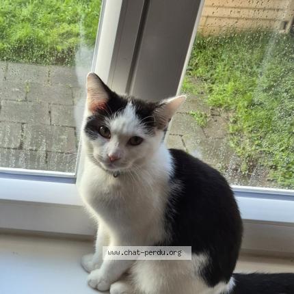 Photo 1/1 Gismo Chat perdu à Leers nord