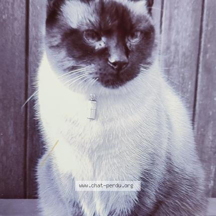 Photo 1/1 Skipy Chat perdu à Chateaugiron