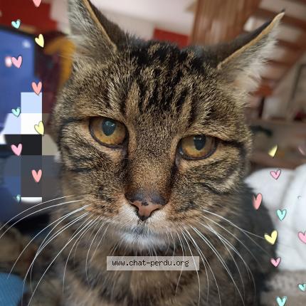 Photo de chat perdu à Reze