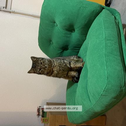 Photo 1/1 Uppa Chat perdu à Muret