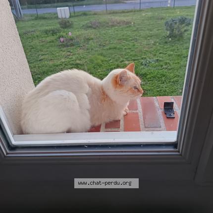 Photo de chat trouvé à Mont Pres Chambord