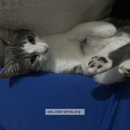 Photo 1/1 Olly Chat perdu à Saint herblain