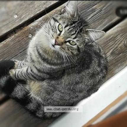 Photo 1/1 Mistigri Chat perdu à Kermoret