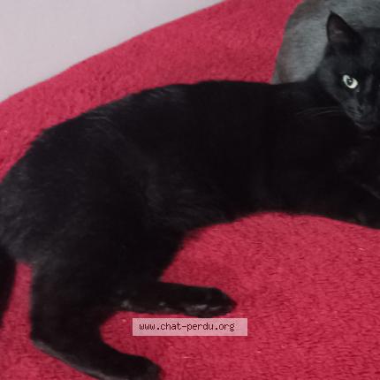 Photo de chat perdu à Lherm