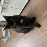 Photo de chat perdu à Le Mans