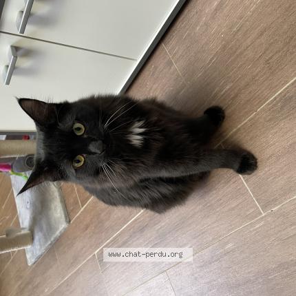 Photo 1/1 Chat retrouvé Perdu à Le mans