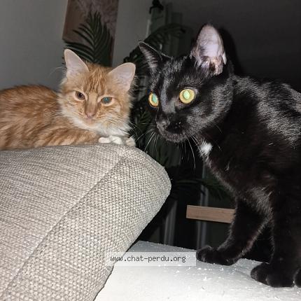 Photo de chat perdu à Beaumont Sur Oise