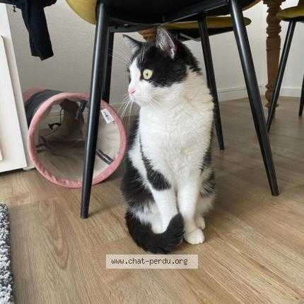 Photo de chat perdu à Pezilla La Riviere