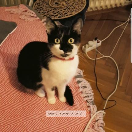 Photo 1/1 Arya Chat perdu à Schoenenbourg