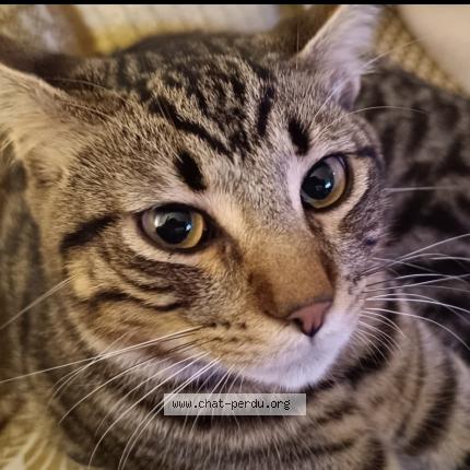 Photo de chat perdu à Sainte Genevieve Des Bois