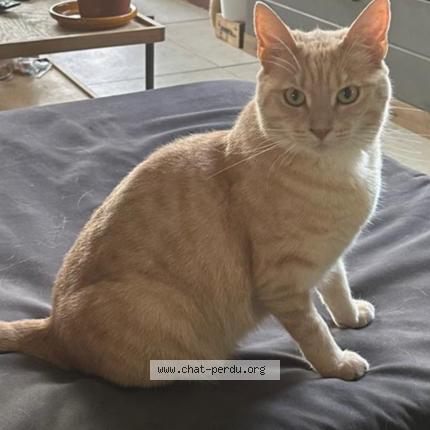 Photo 1/1 Chat retrouvé Perdu à Tournefeuille