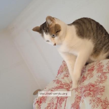 Photo 1/1 Chat retrouvé Perdu à Vertou