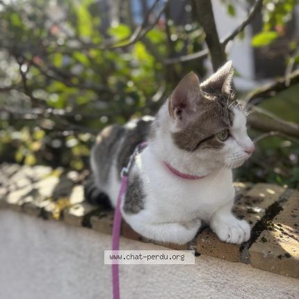 Photo 1/1 Aslan Chat perdu à Nevers