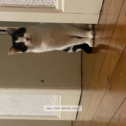 Photo de chat perdu à Sainghin En Weppes
