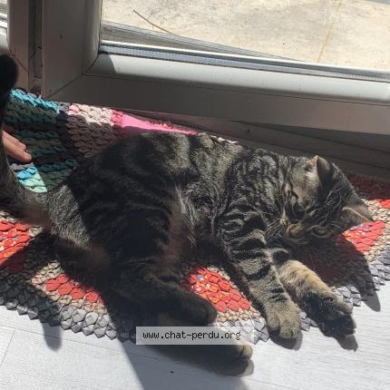 Photo 1/1 Scott Chat perdu à Paris