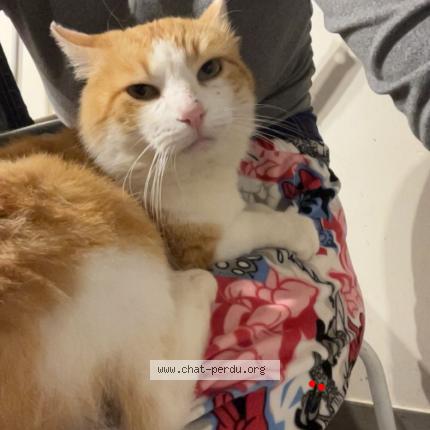 Photo de chat perdu à Labastide De Levis