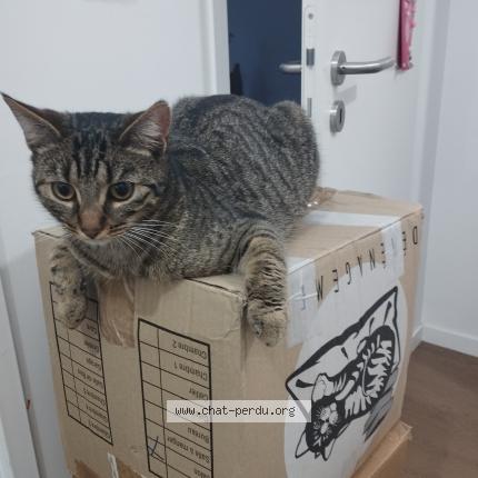 Photo de chat perdu à Ballan Mire