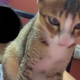 Photo de chat perdu à Rourkela