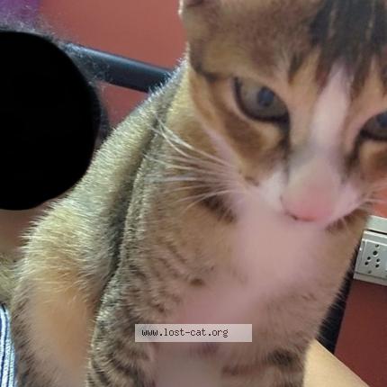 Photo 1/1 Meow Chat perdu à Rourkela