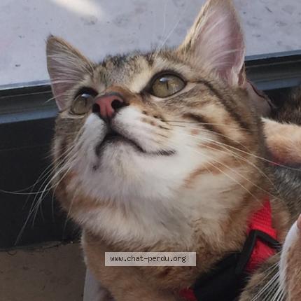 Photo 1/5 Oliver Chat perdu à Saint jacques sur darnetal