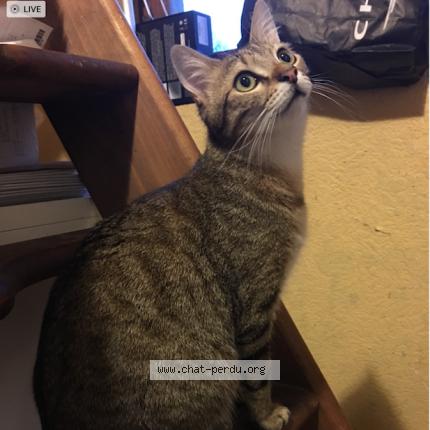 Photo 2/5 Oliver Chat perdu à Saint jacques sur darnetal