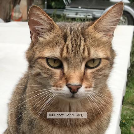 Photo 4/5 Oliver Chat perdu à Saint jacques sur darnetal