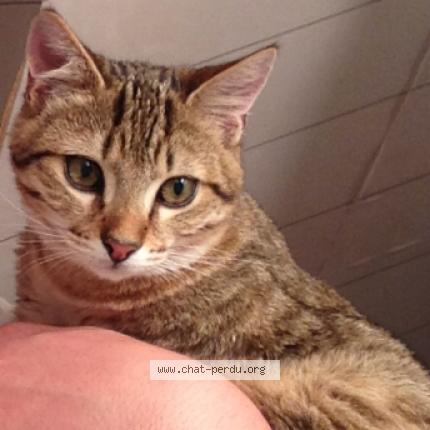 Photo 5/5 Oliver Chat perdu à Saint jacques sur darnetal