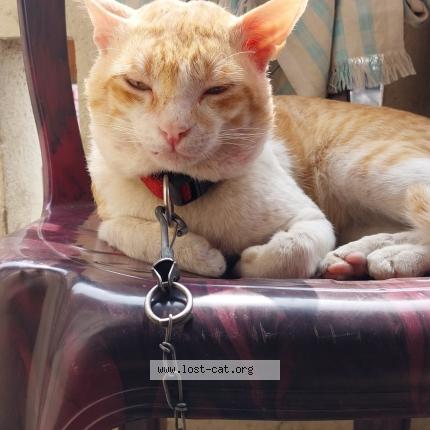 Photo 1/1 Joy Chat perdu à Visakhapatnam