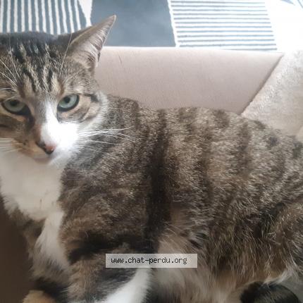 Photo 1/1 Vox Chat perdu à Reze