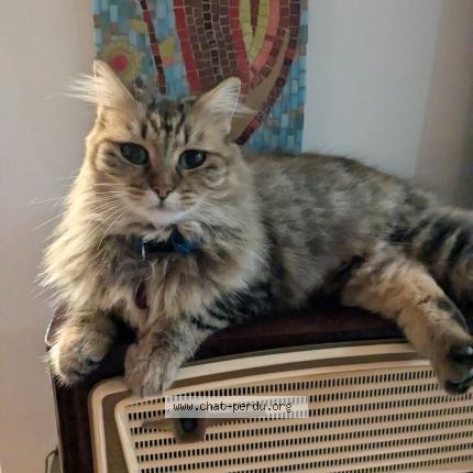 Photo de chat perdu à Herbeys