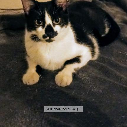 Photo 1/1 Chat retrouvé Perdu à Marseille 3e arrondissement