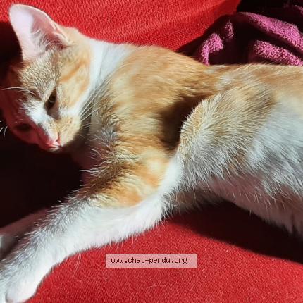 Photo de chat perdu à Caluire Et Cuire