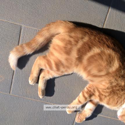 Photo 1/1 BOWIE Chat perdu à Saint andre de sangonis