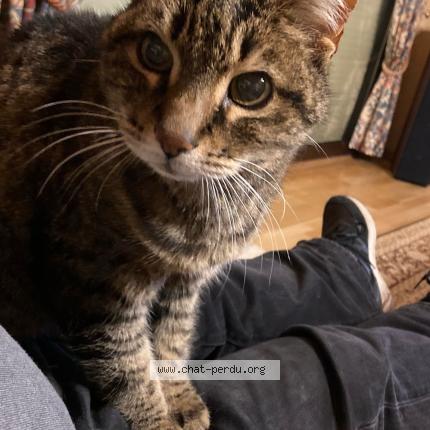 Photo de chat perdu à Donville Les Bains
