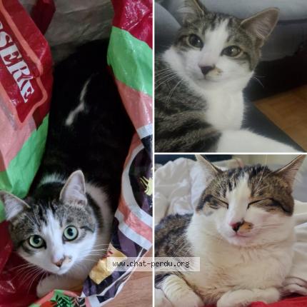 Photo de chat perdu à Courcouronnes