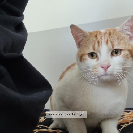 Photo de chat trouvé à Livry Gargan
