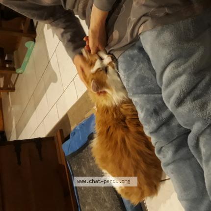 Photo 1/1 Cappuccino Chat perdu à La ferriere