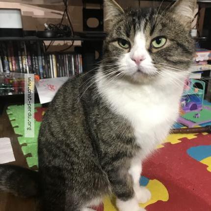 Photo 1/1 TOKYO Chat perdu à Yerres