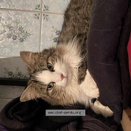 Photo de chat perdu à Saint Martin Du Fouilloux