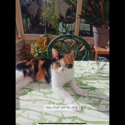 Photo 1/1 Chat retrouvé Perdu à Blaincourt Les Precy