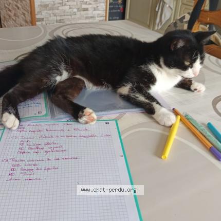 Photo 1/1 Canaille Chat perdu à Lent