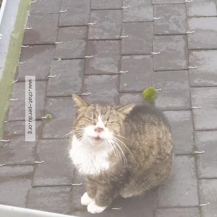 Photo 1/1 Chat trouvé Trouvé à Vannes